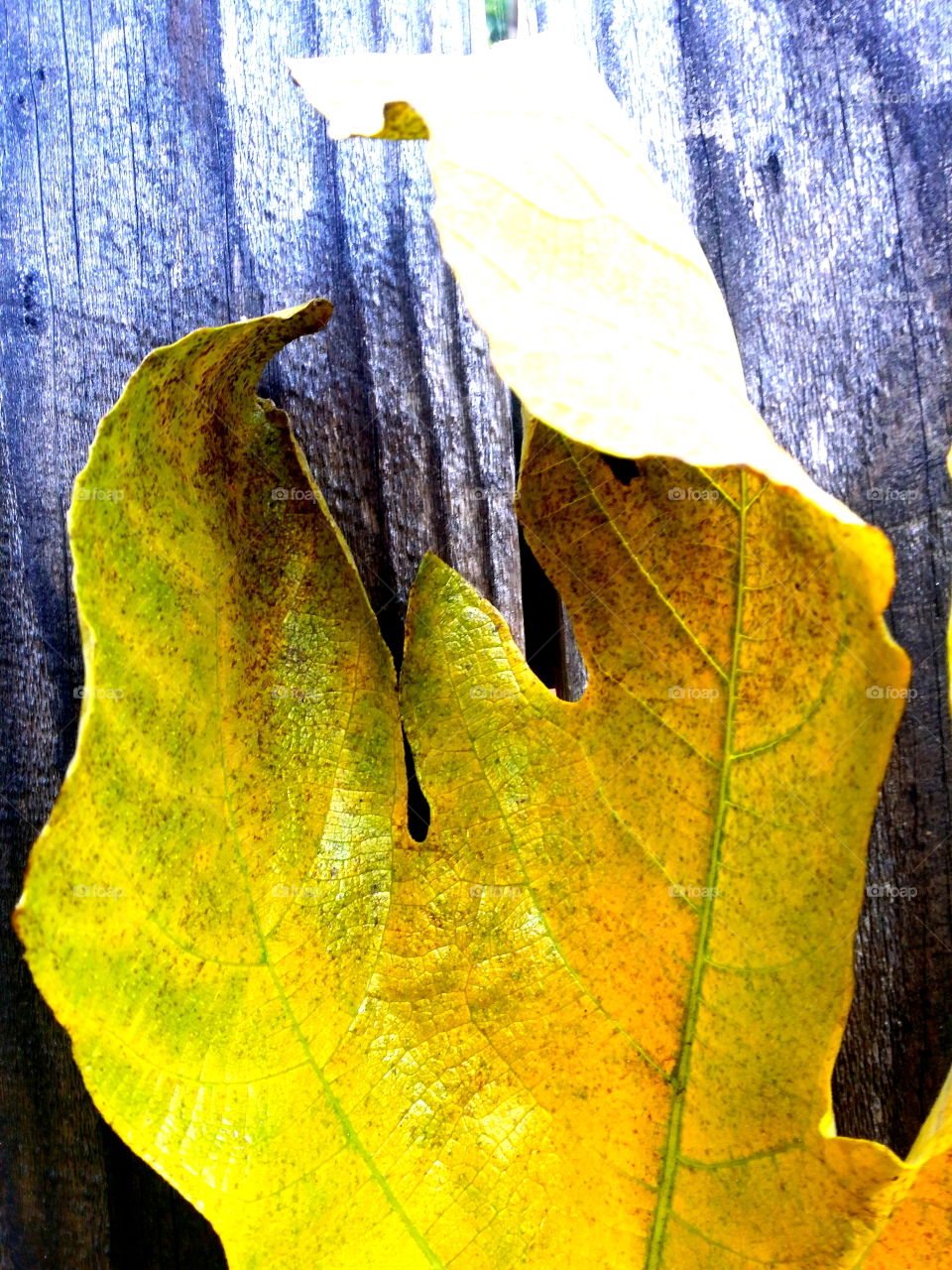 Yellow Fig Leaf