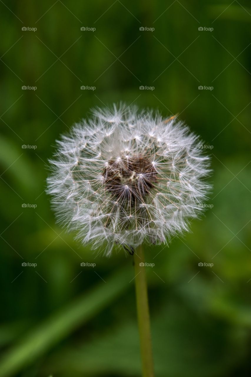 Dandelion up close