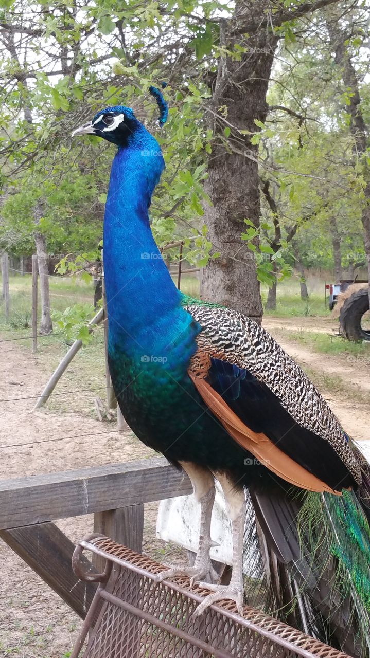 Bird, Wildlife, Zoo, Nature, Peacock