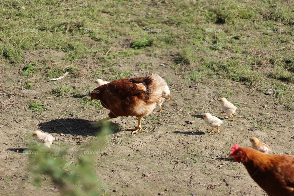 Bird, Poultry, Animal, No Person, Farm