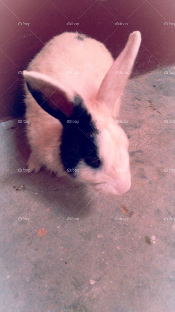 Rabbit UP India White