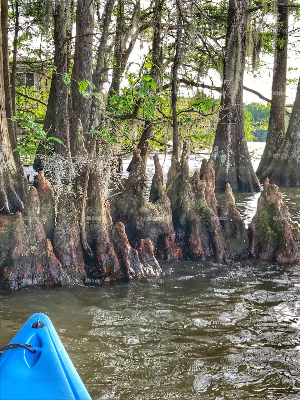 Beautiful view of Cypress Knees seen while paddling in a lake