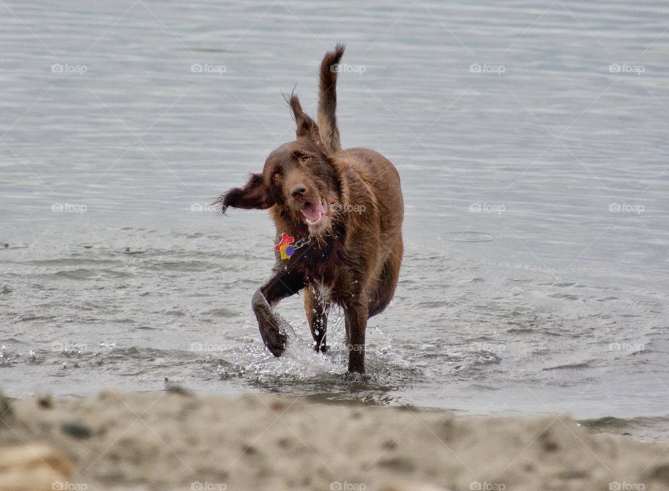 Silly beach dog