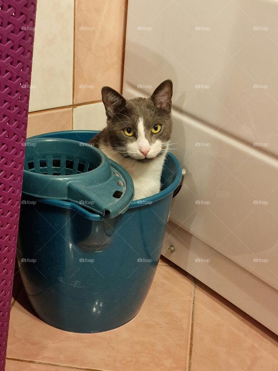 Felix bucket