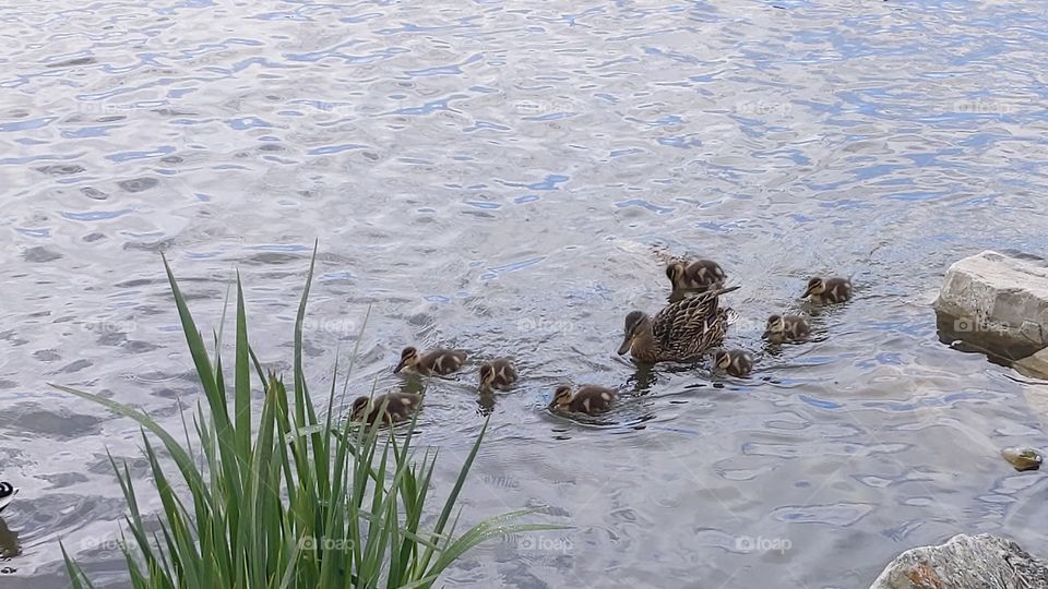 A Lake in Utah with Mommy and Baby Ducks ©️ Copyright CM Photography