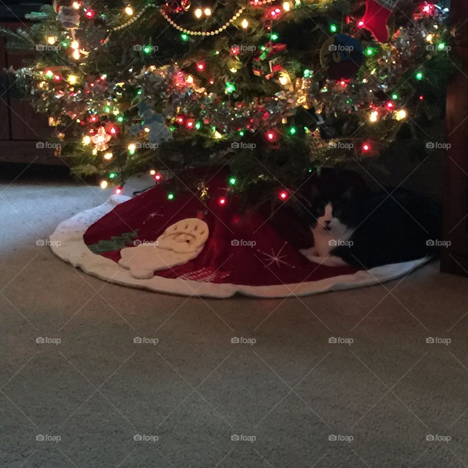 Kitty under the tree