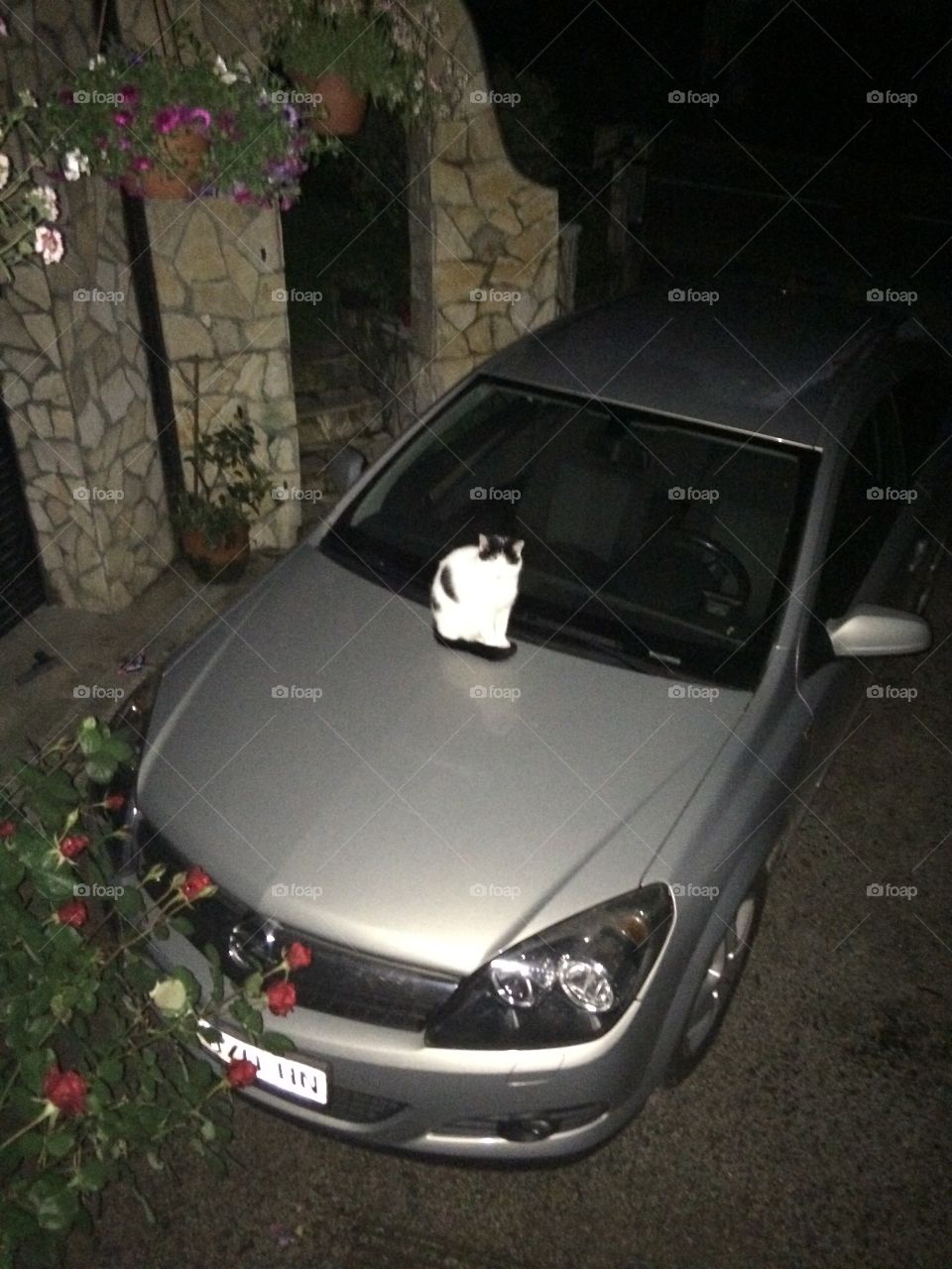 Cat on car. 