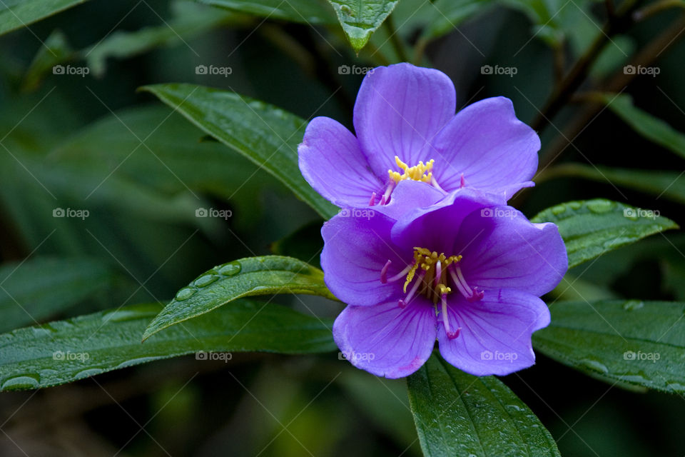 flowers