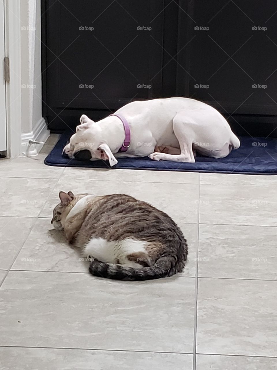 lying cat & dog