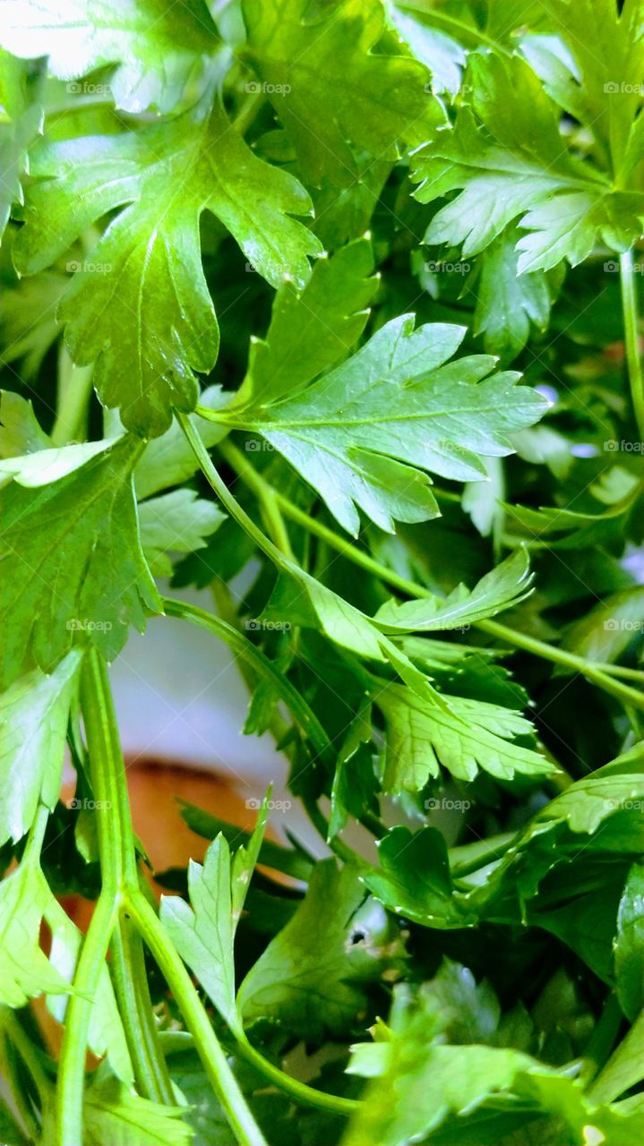 Tempero Verde Salsinha.