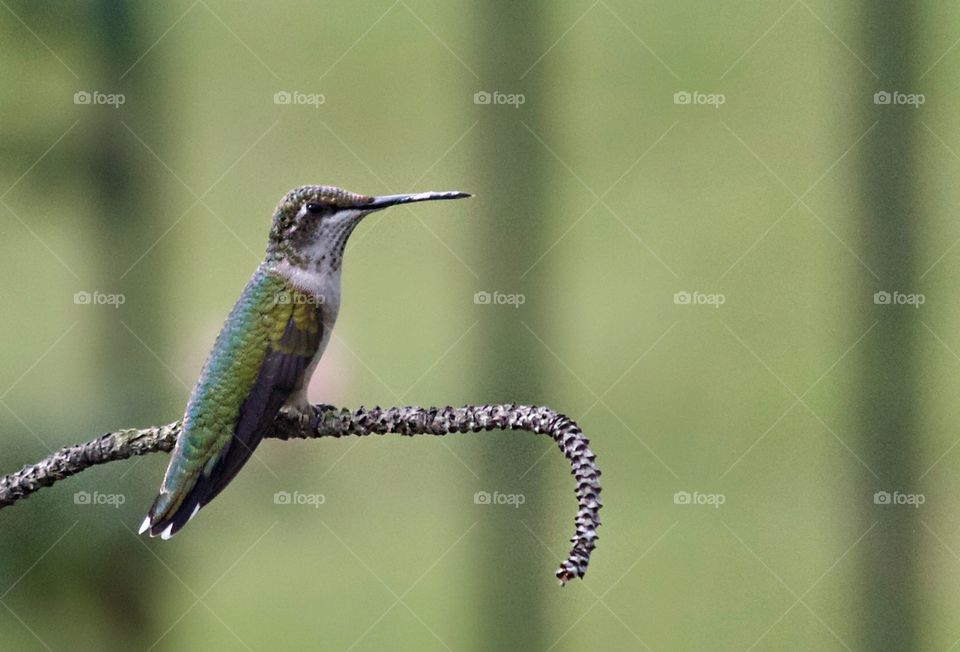 Hummingbird close-up