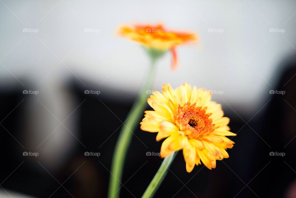 yellow flower focus by iko