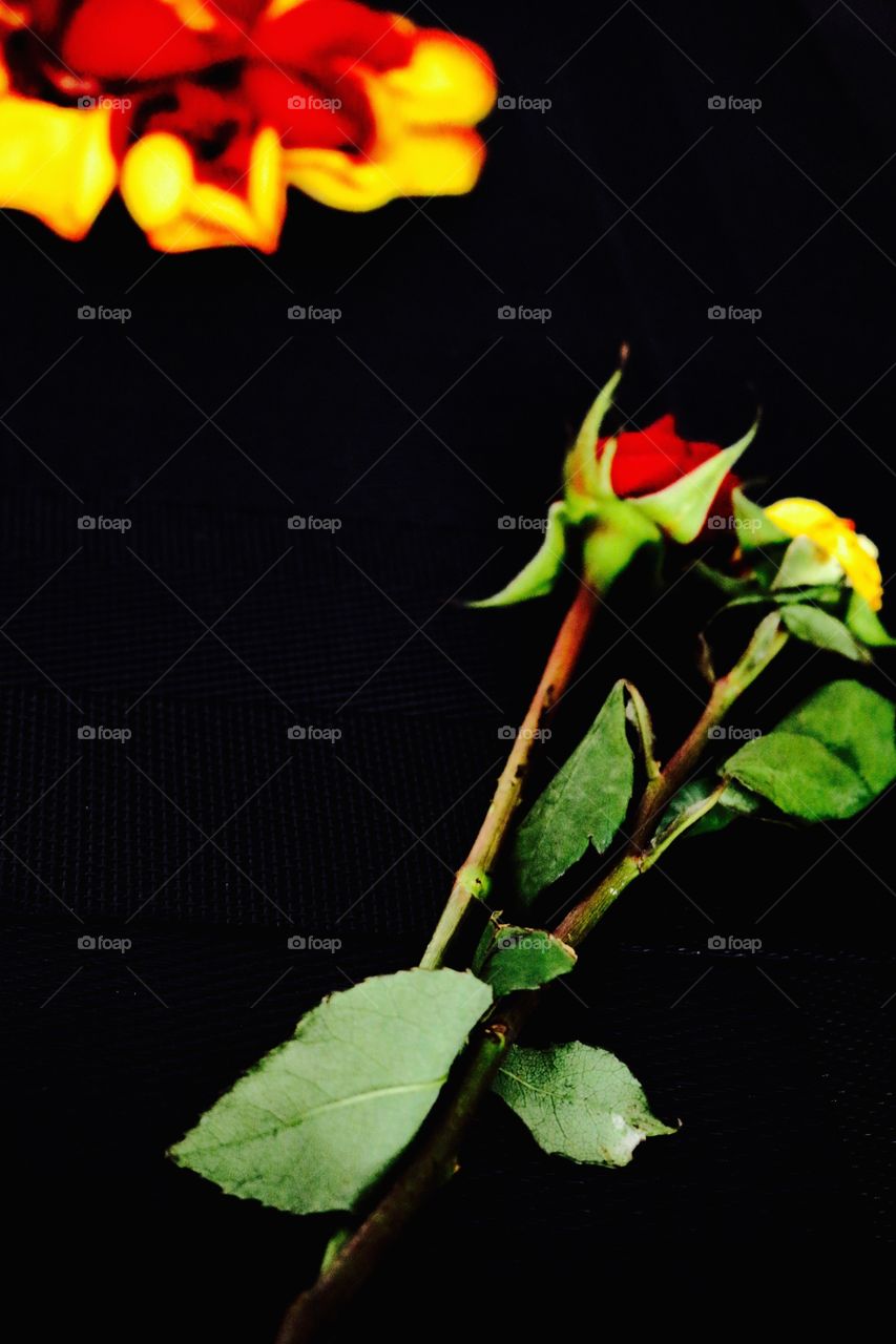 Bright red and yellow rose bud on a black background 