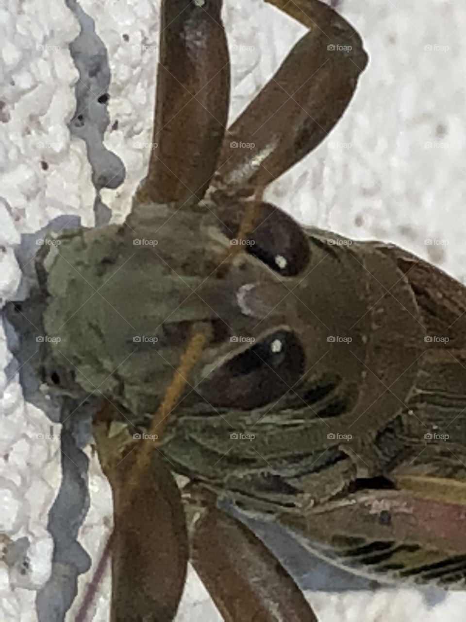 Grasshopper climbing on a home