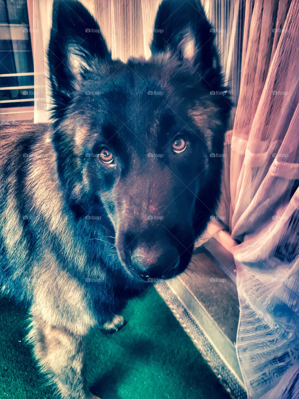 Dog