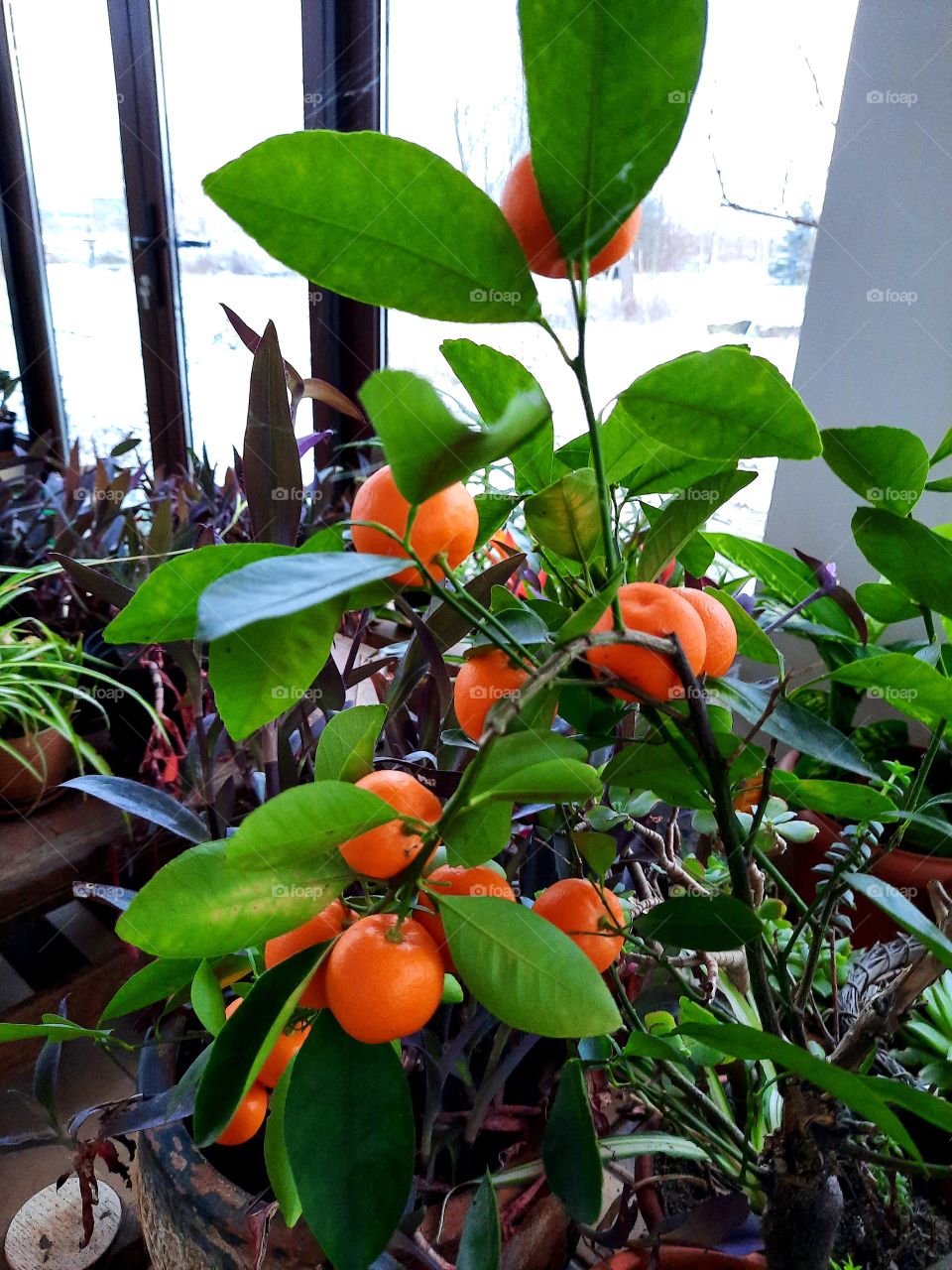pop of color - orange fruits and green leaves  of a cytrus in the winter garden