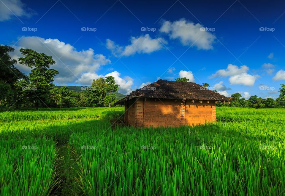 green croplands and blue sky from Western ghats of Karnataka, India