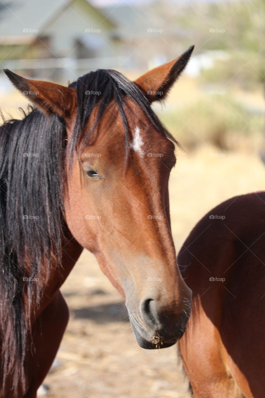 Wild mustang in the high Sierra Nevada mountains, close up headshot