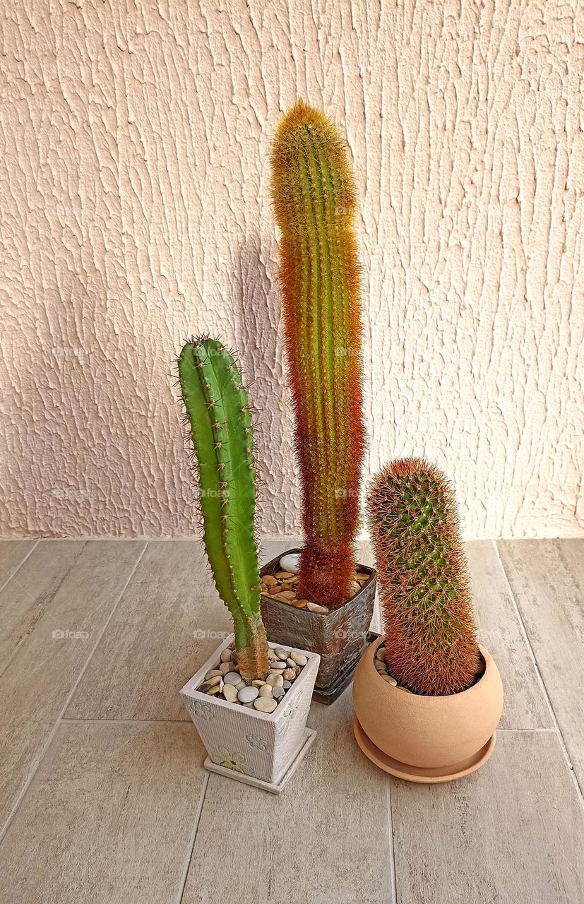 cactus flowers house plants in pots on a wall background