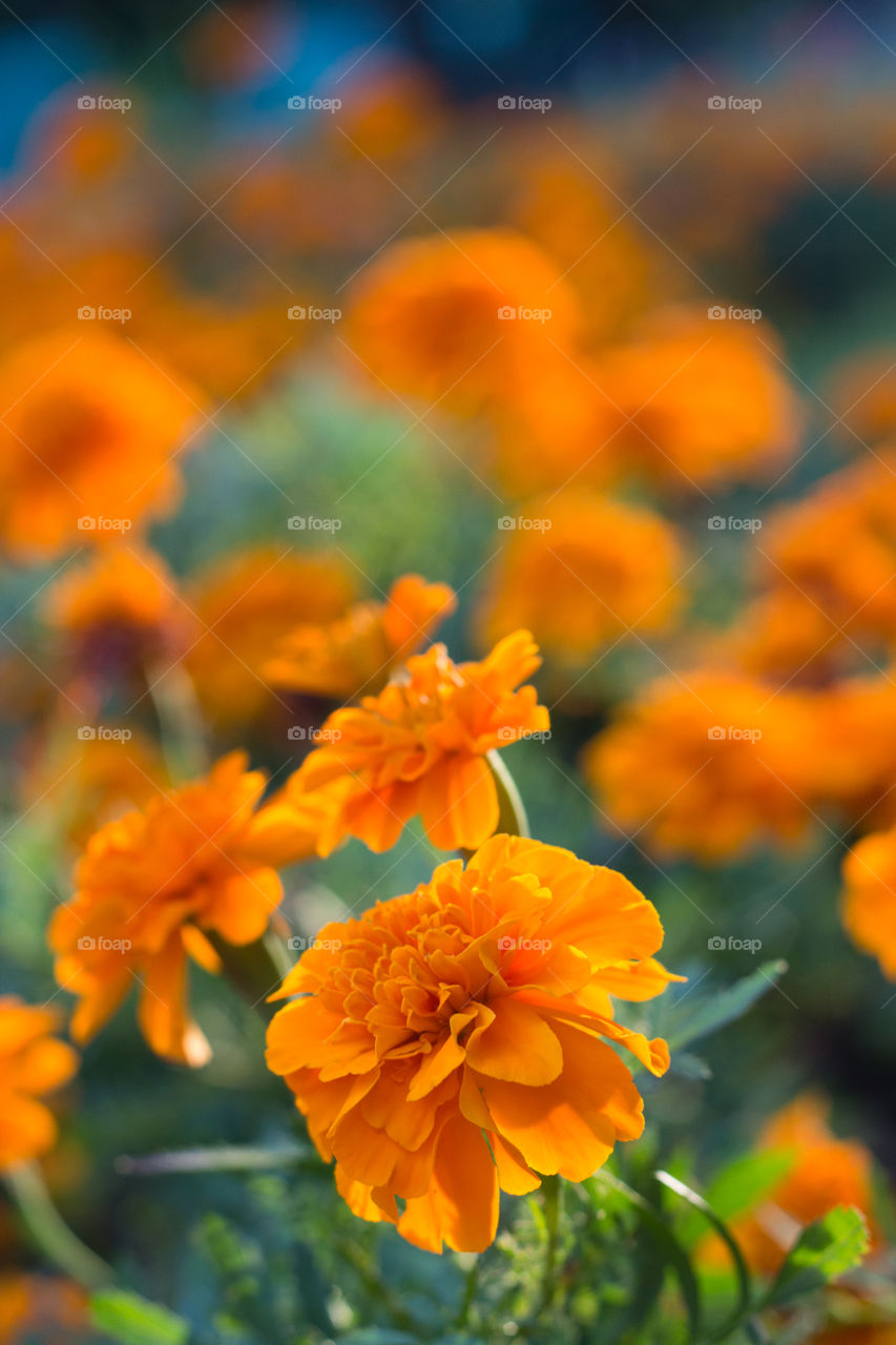 Marigolds