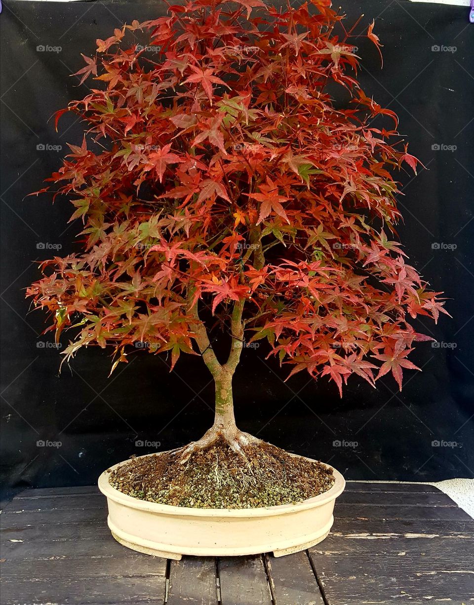acer bonsai