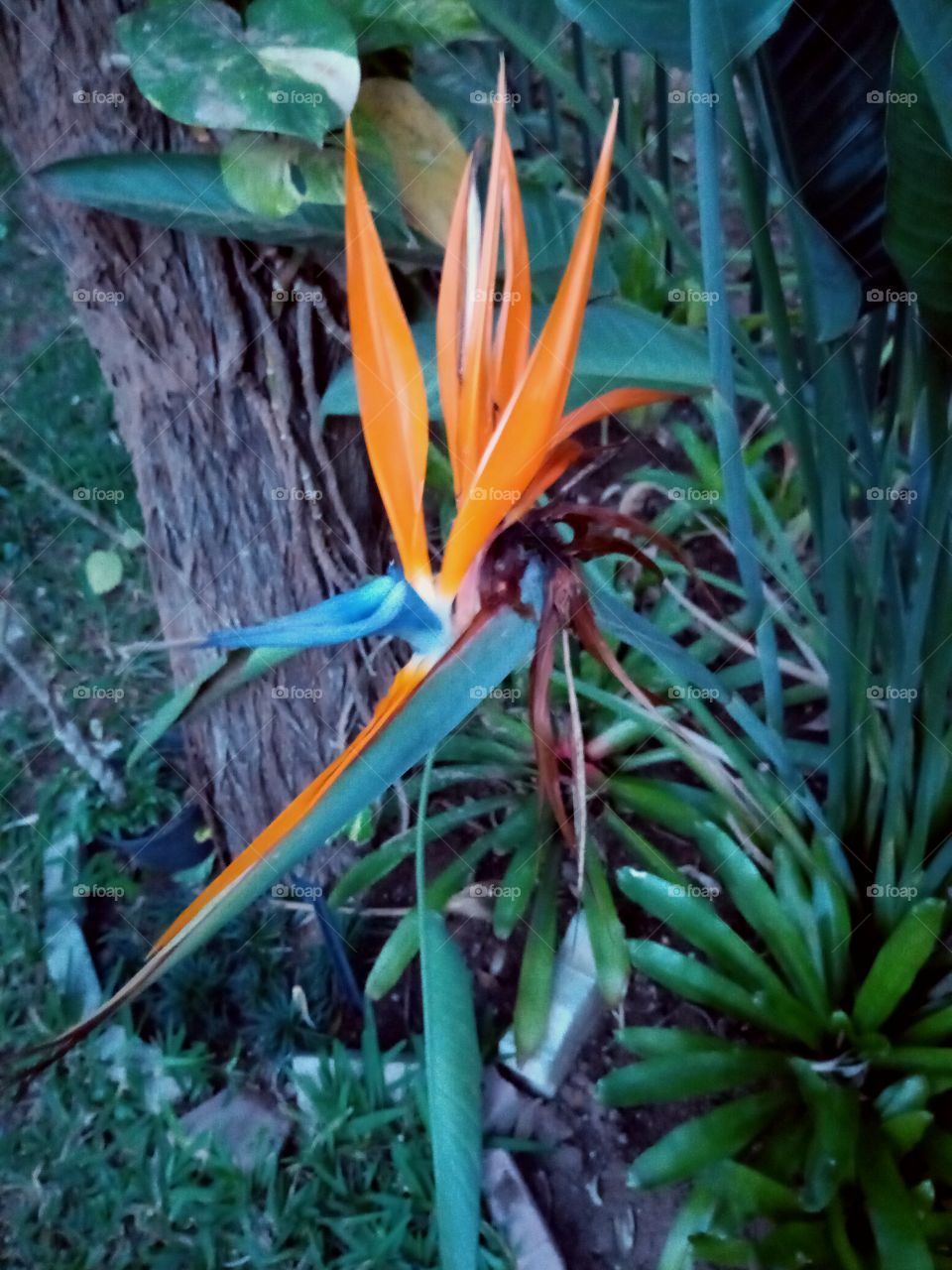 Strelitzia