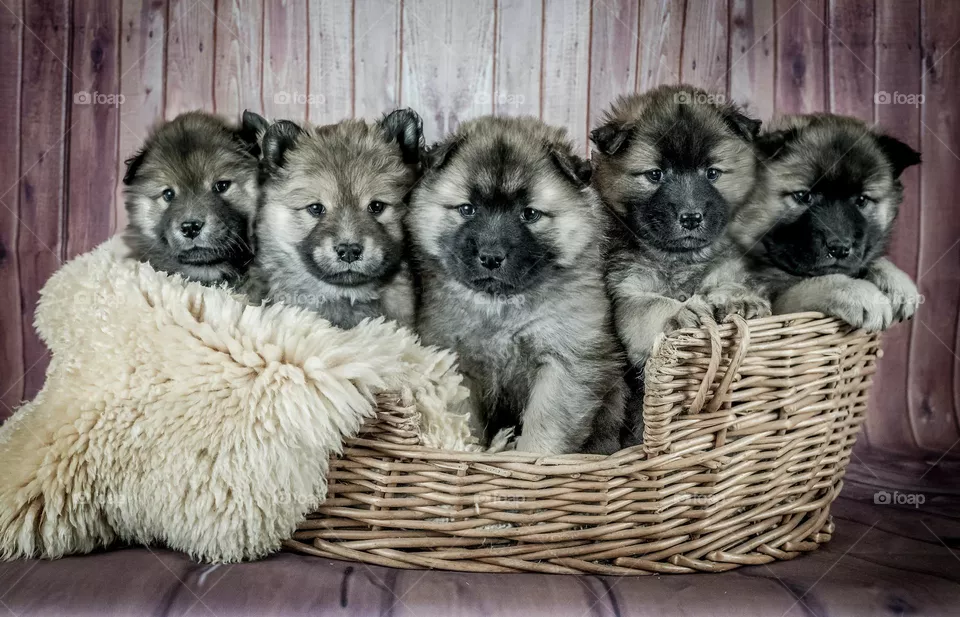 Beautiful dogs