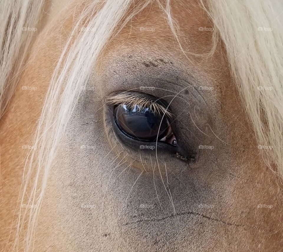 Horse eye -brown eye of a Palomino colored horse.