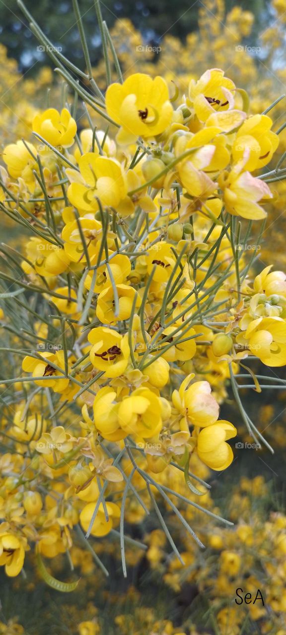 Just......yellow flowers!