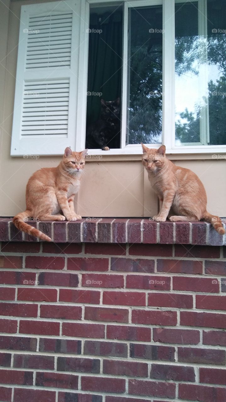 cats at window