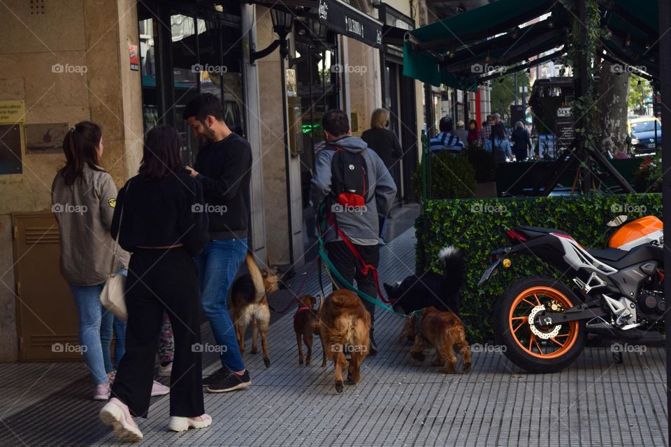 Taking the dogs for a walk