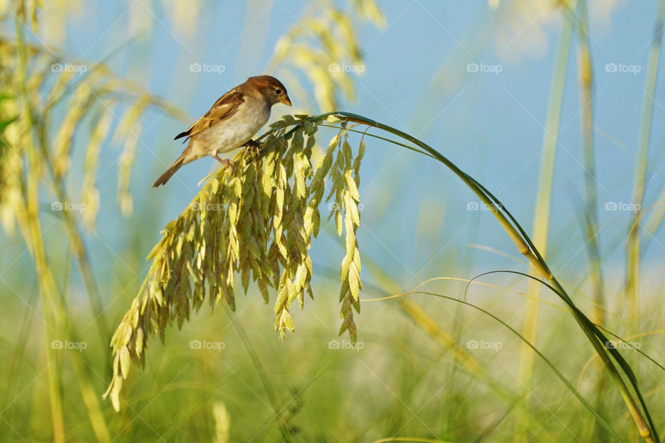 Bird perched on thin branch