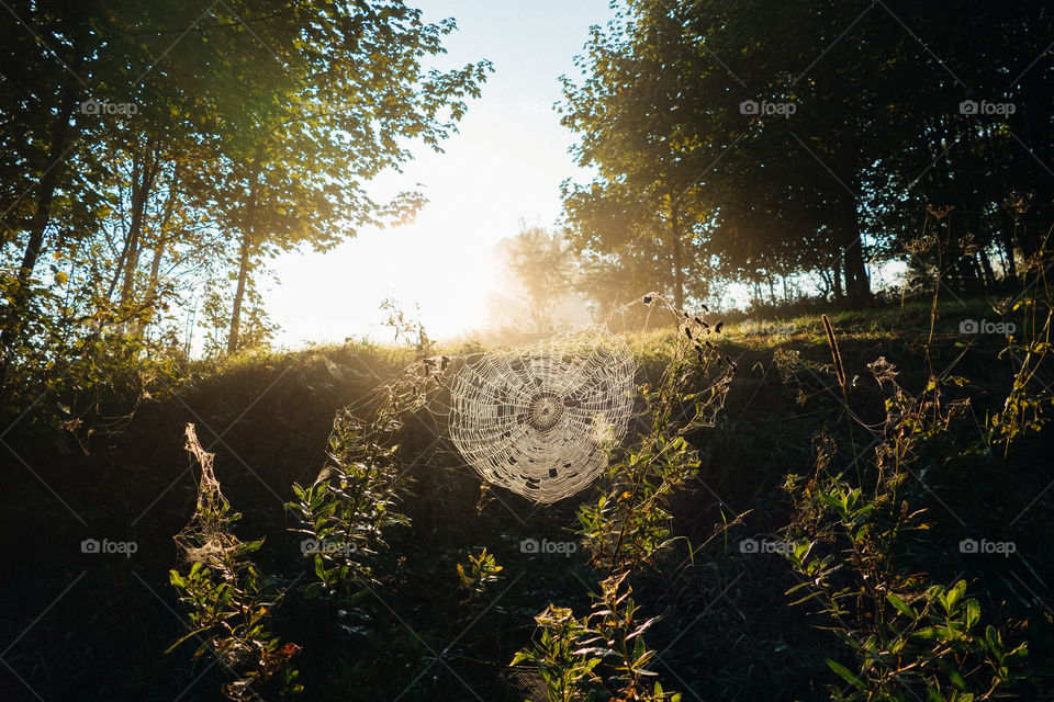 Spiders web in the morning