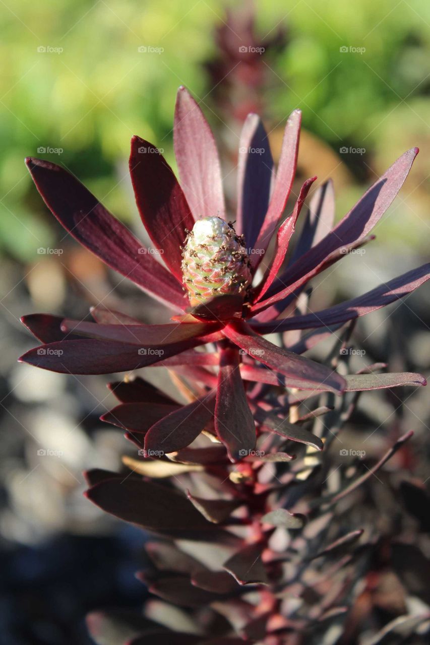 A South African leucadendron reaching out to the sun