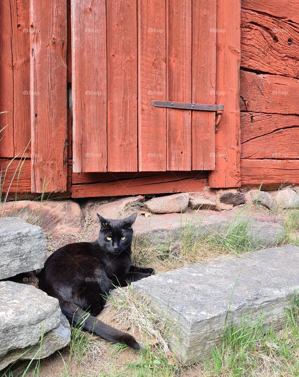 Black cat resting