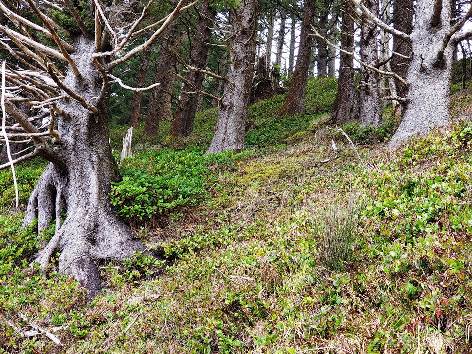 Dead spruce trees on a steep coastal hill provoke an eerie feel in a light fog. 