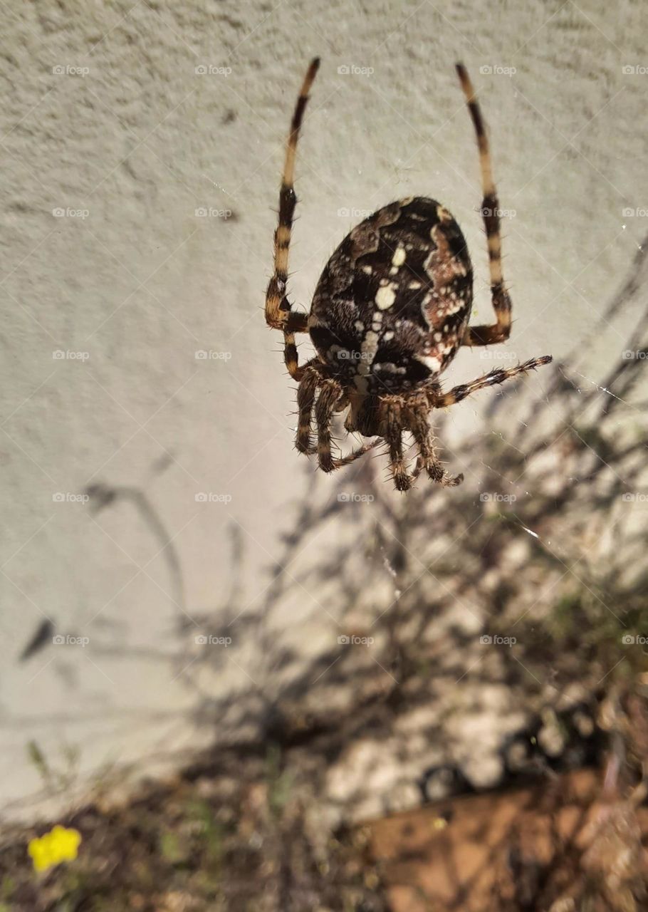 spider against sunlit wall