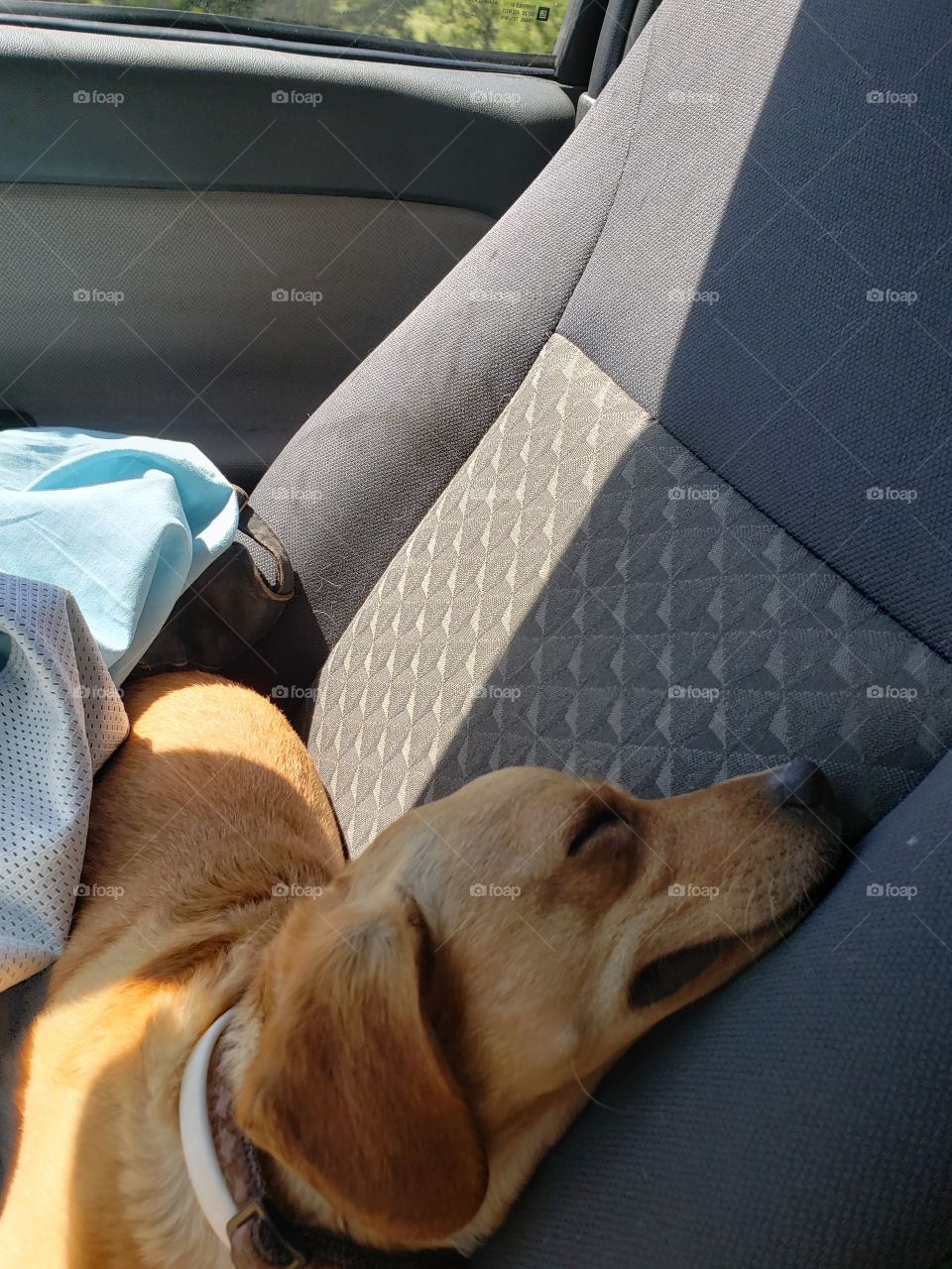 sleepy dog on a road trip