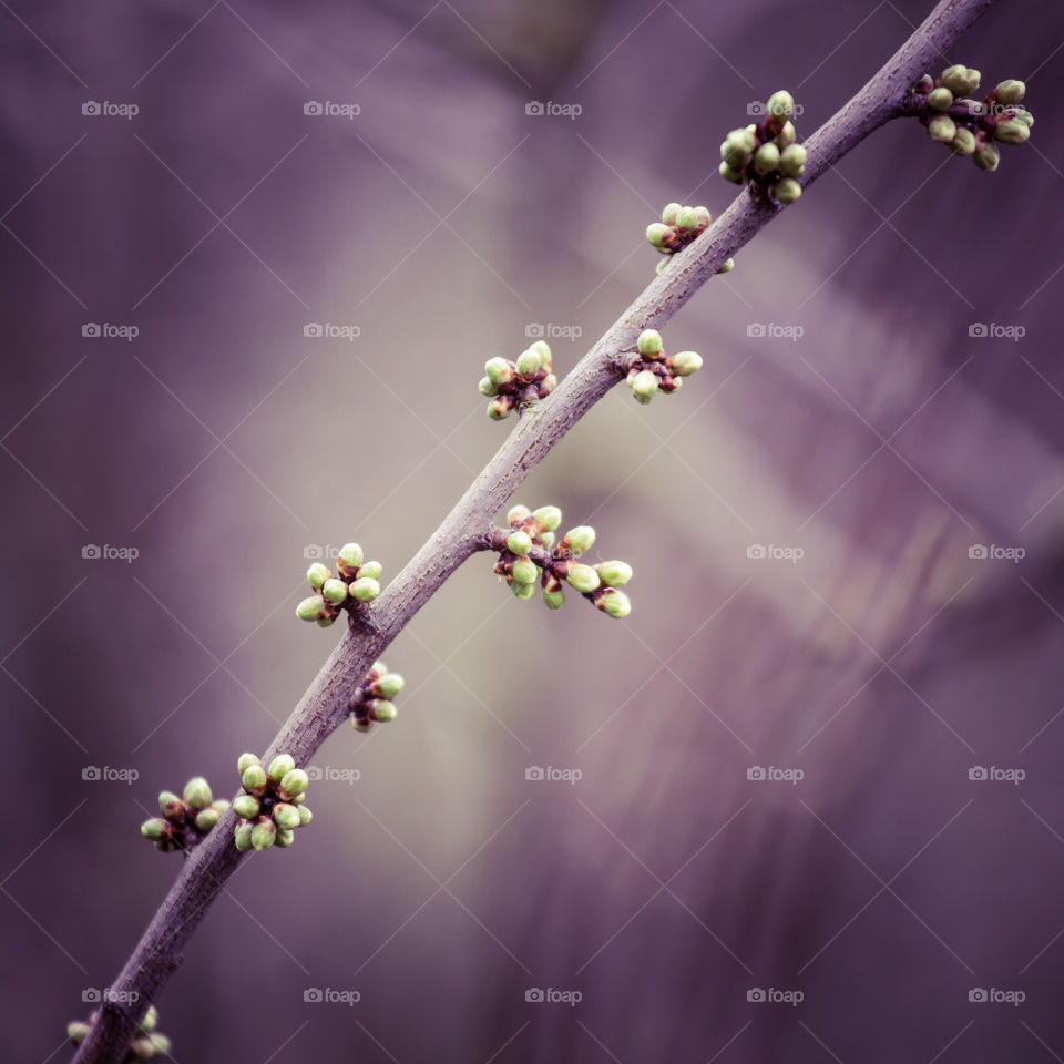 Spring flowers in London