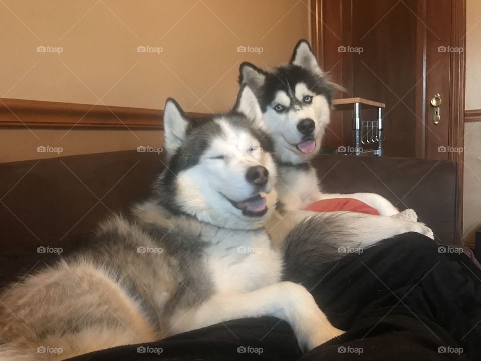 Just 2 happy dogs