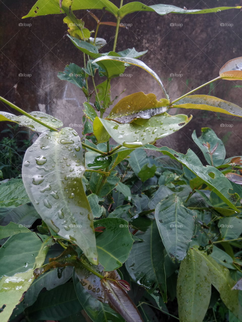 Leaf, Nature, No Person, Food, Flora