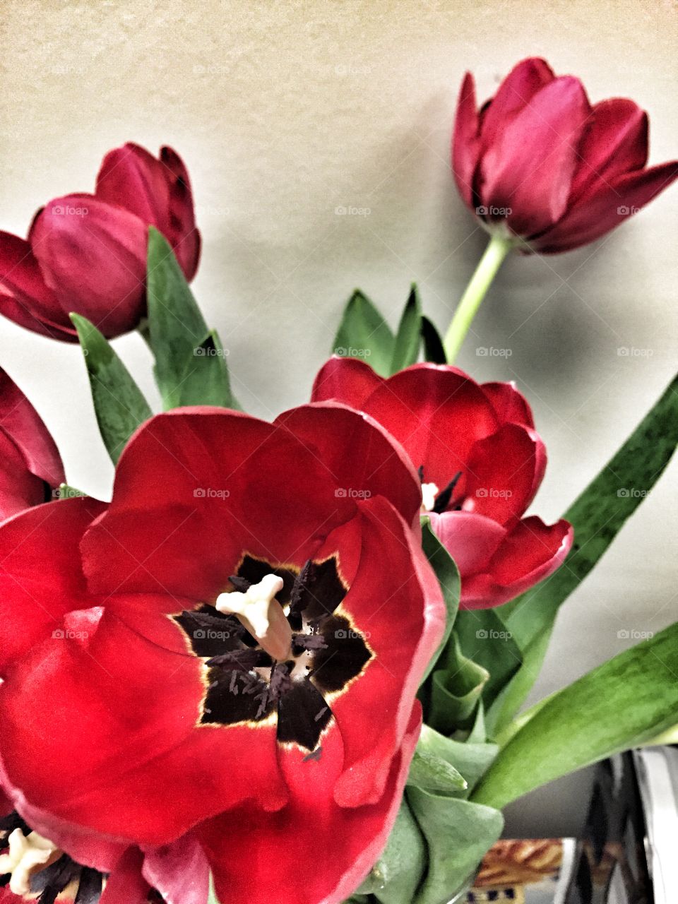 Red tulips