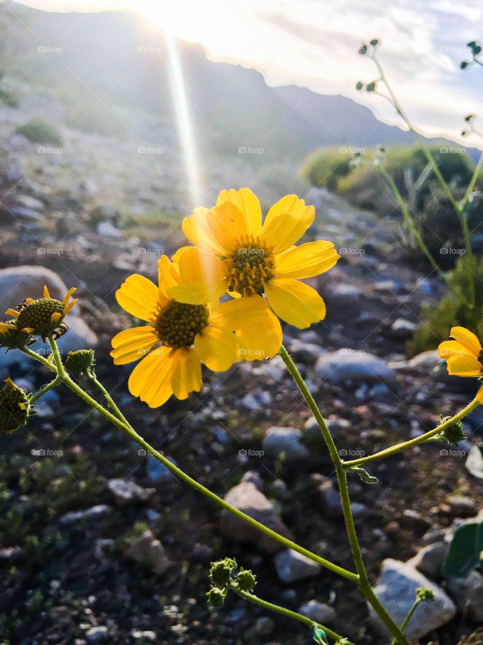 Desert wildflower