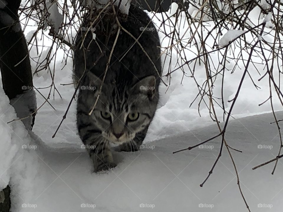 Prowling snow cat