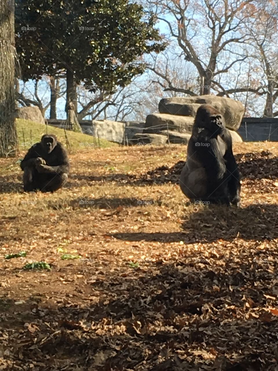 Gorillas 