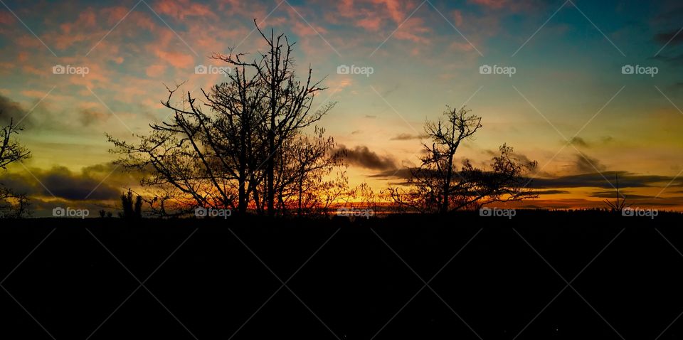 Silhouette of trees during sunset