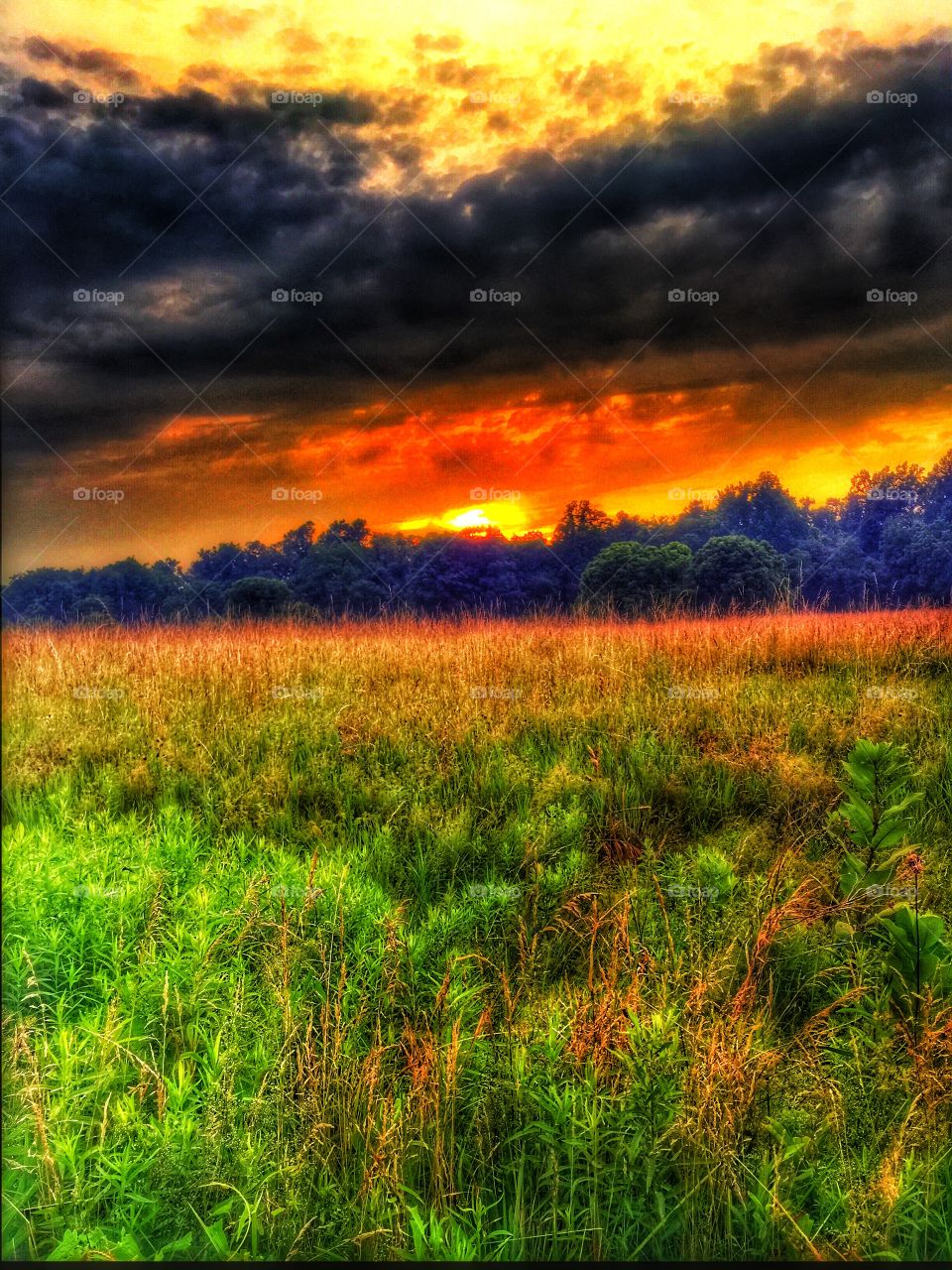 Fiery fields ablaze. Sunset over the meadow made some amazing colors pop out. 