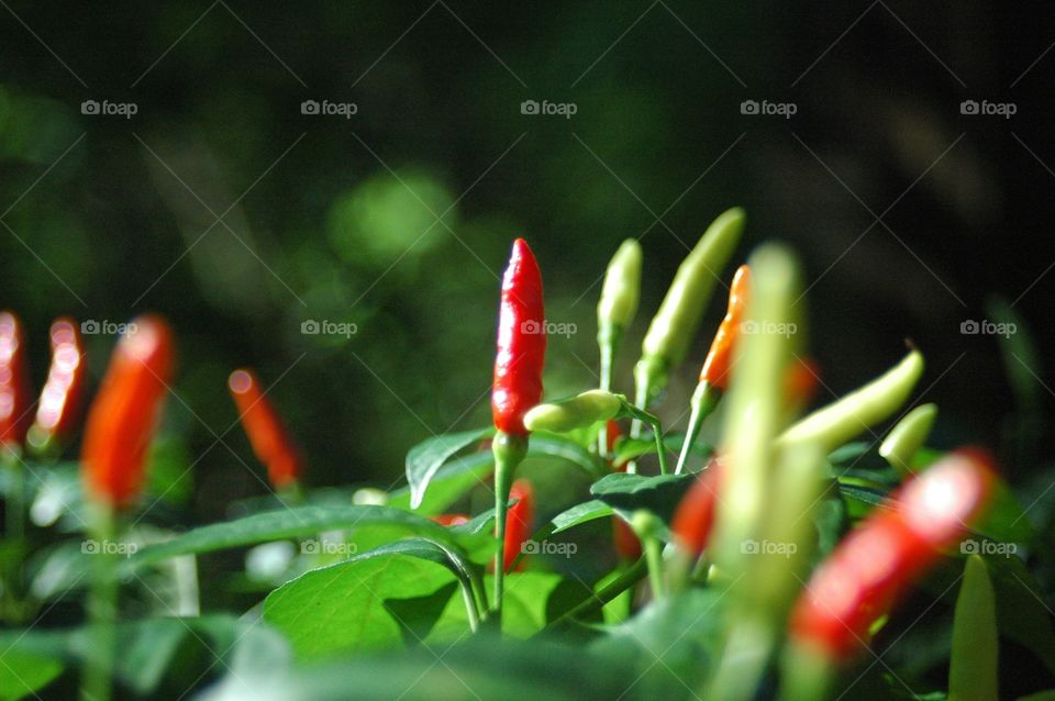 Grove pepper 