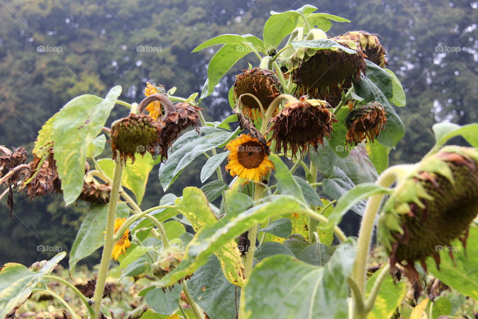 Sunflowers 