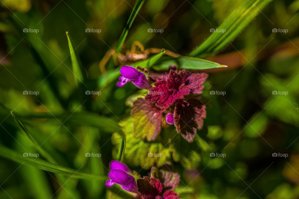 Colorful flowers and leafs on a green background